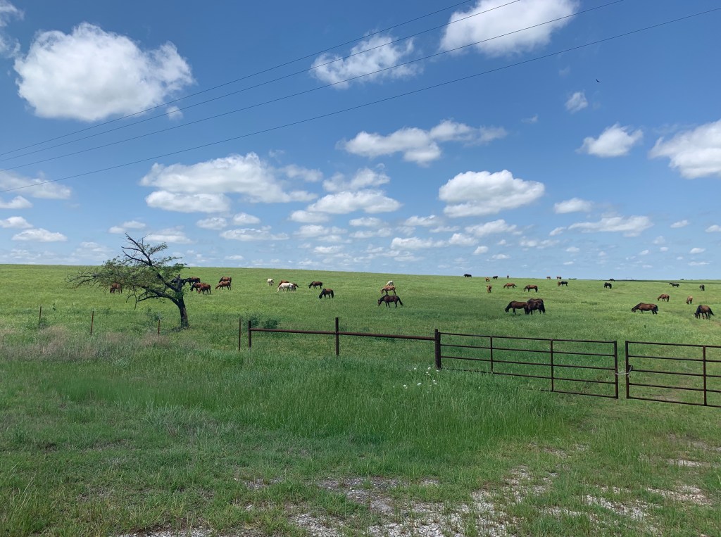 Horses with no names