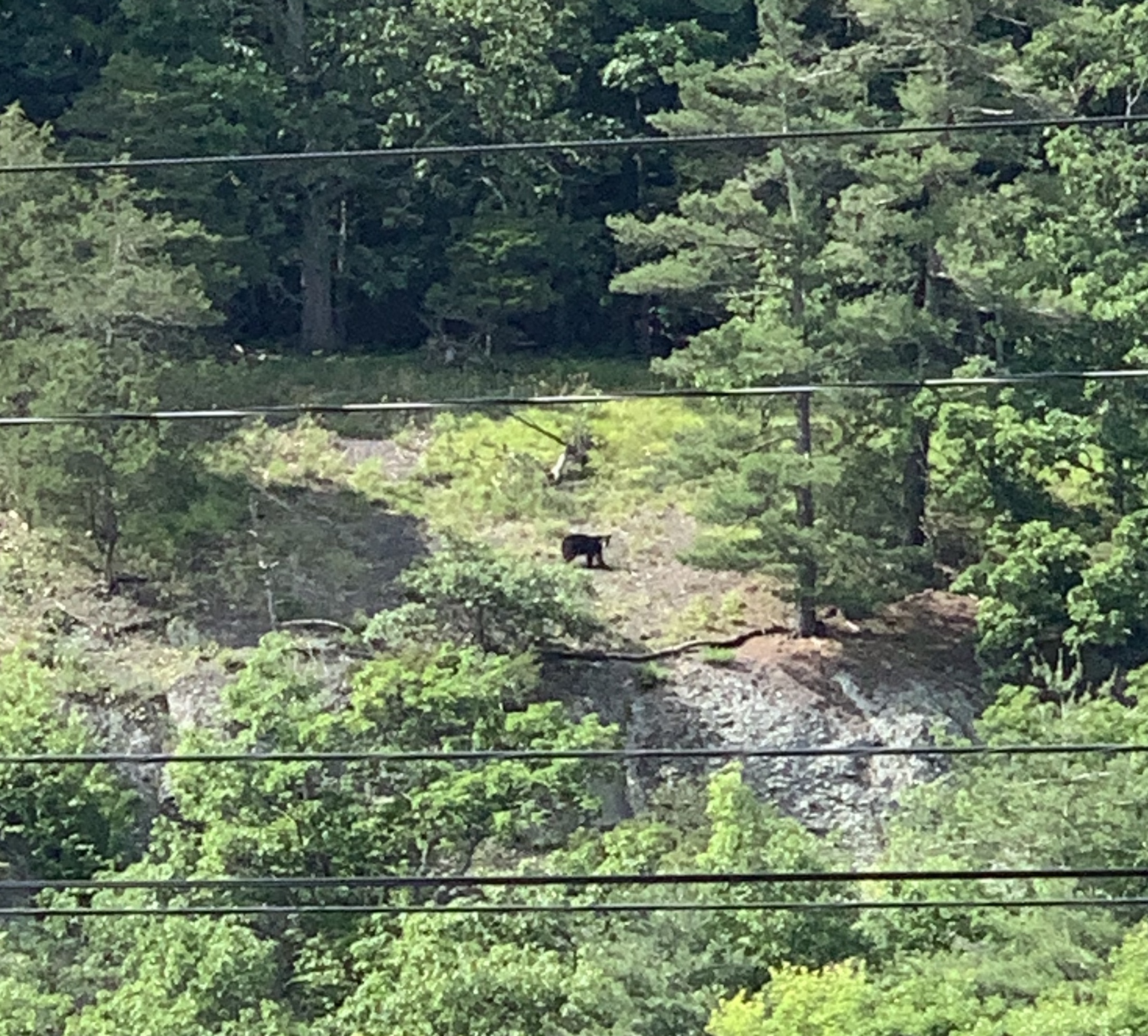 Distant indistinct bear